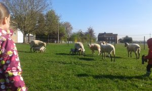 moutons en prairie